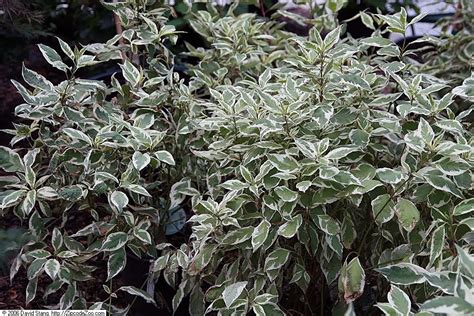 can you plant ivory halo dogwood near an electrical box|ivory halo tree.